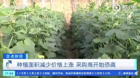 聊城黃瓜最新行情，一根黃瓜如何助力自信與成就之路