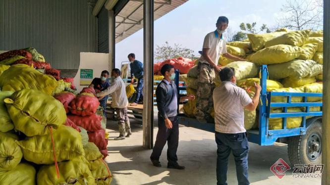 盈江土豆行情動態(tài)，種植希望，收獲自信與成就