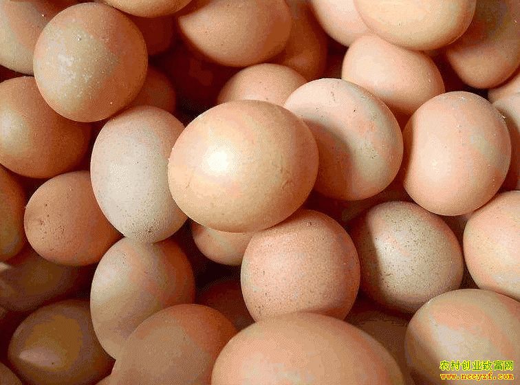 肇東雞蛋價(jià)格最新動(dòng)態(tài)，跟隨自然腳步，重拾內(nèi)心寧?kù)o與平和的探索之旅