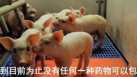 最新母豬保健方案揭秘，提升母豬健康與生產(chǎn)效率的秘訣