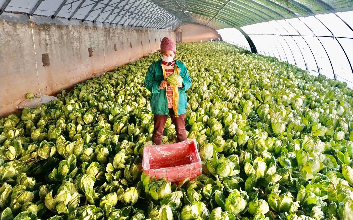 最新特菜品種，家的溫馨故事探索與發(fā)現(xiàn)