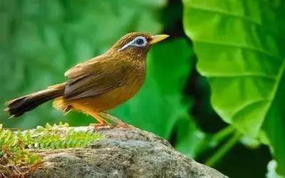 鎮(zhèn)雄房屋最新出售信息，家園變遷與自我成長的自信成就