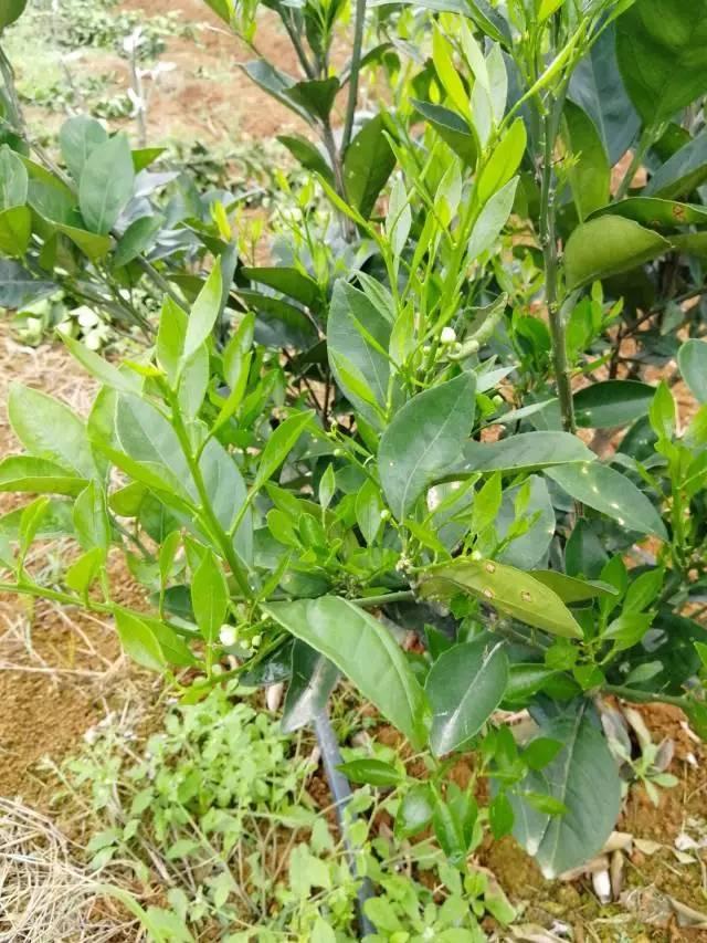 柑橘最新保果技術(shù)，開啟探索之旅，勵志無限可能