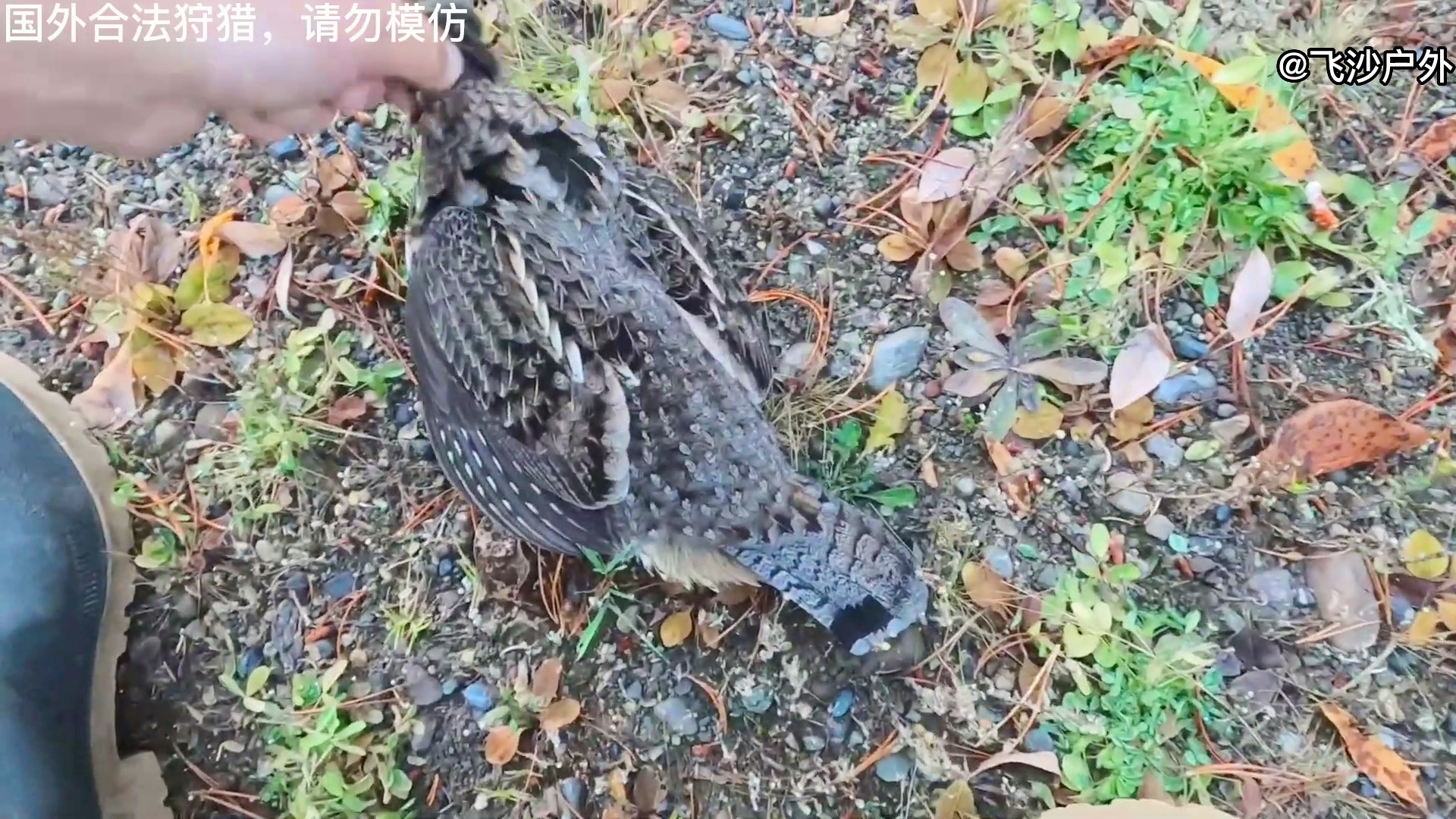 最新國(guó)外彈弓圖片集錦，自然美景的探索之旅