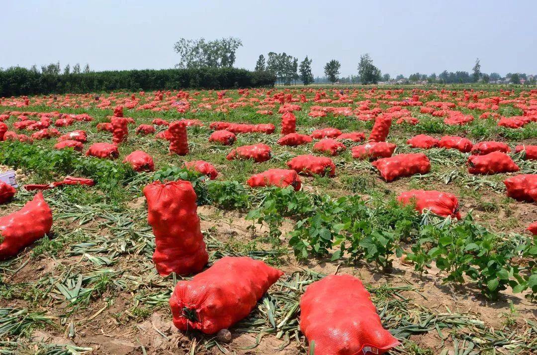 金鄉(xiāng)洋蔥出庫最新價格，獲取與了解的步驟指南