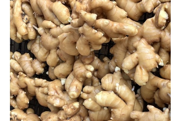 昌邑生姜市場(chǎng)最新價(jià)格指南，全面了解生姜市場(chǎng)行情與價(jià)格動(dòng)態(tài)