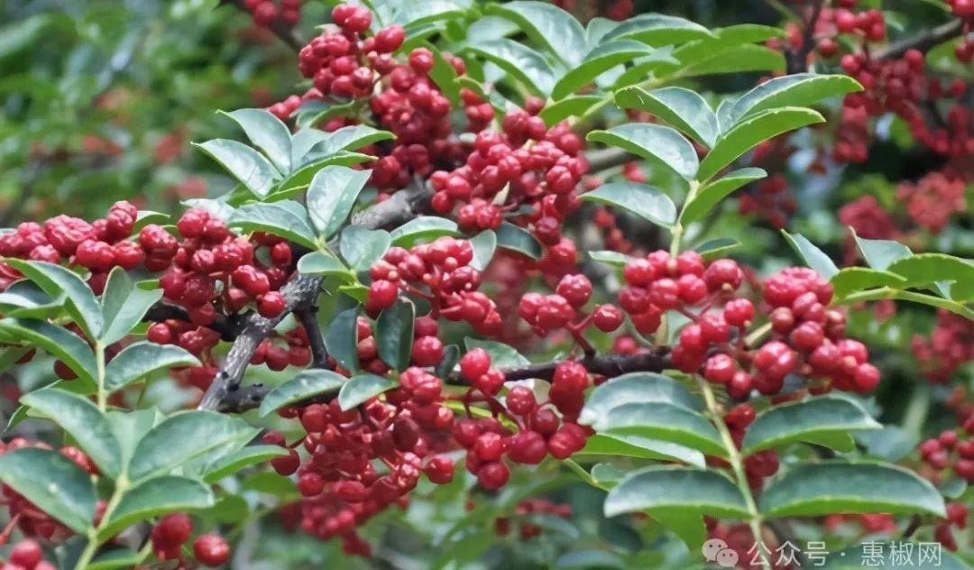 花椒價格最新行情2024，科技引領，椒香走向未來