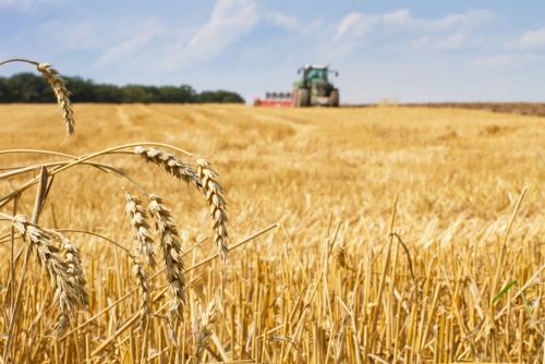 鶴壁小麥最新行情，科技引領(lǐng)農(nóng)業(yè)新時(shí)代，市場(chǎng)智能體驗(yàn)新篇章