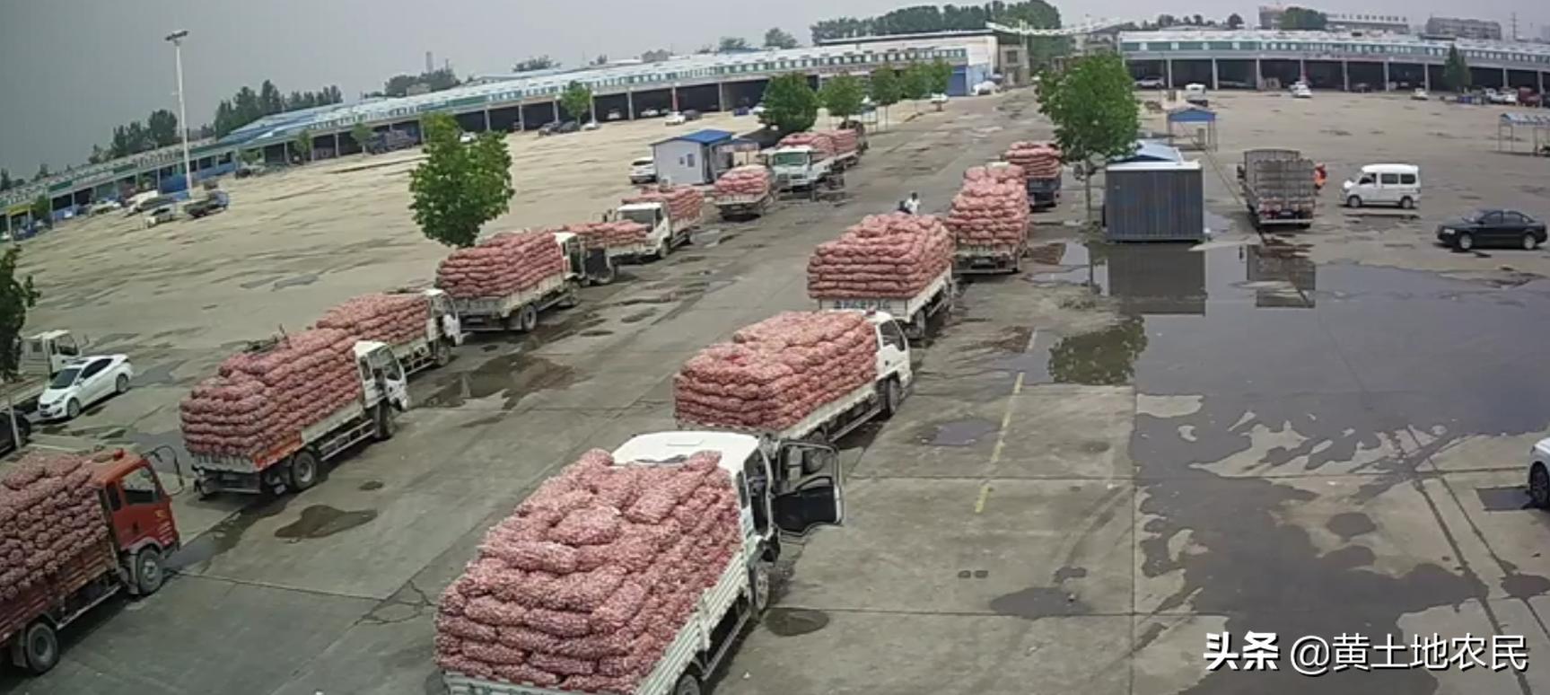 國(guó)際大蒜價(jià)格實(shí)時(shí)更新，最新行情概覽