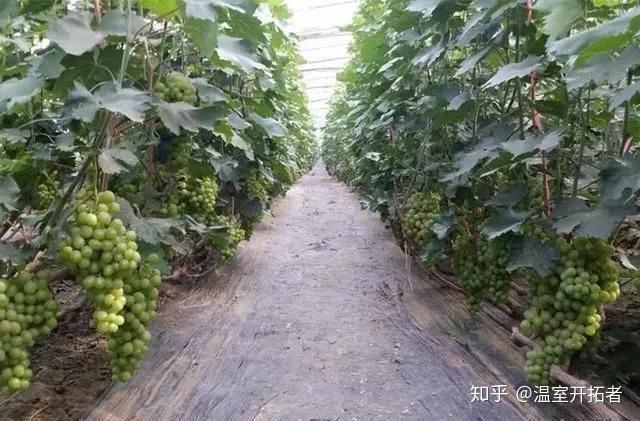 探索自然美景之旅，最新葡萄大棚種植模式揭秘