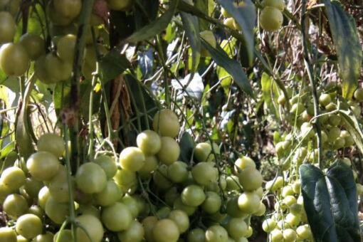 金果欖最新市場行情概覽