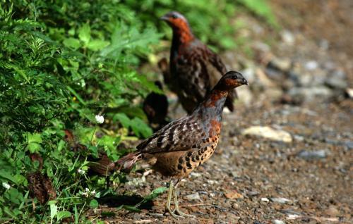 最新竹雞套，傳統(tǒng)與創(chuàng)新的完美融合