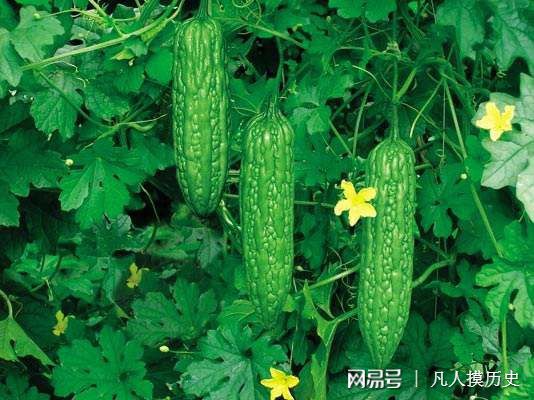 苦瓜最新網(wǎng)站，探索自然美景，尋找內(nèi)心寧靜的輕松之旅