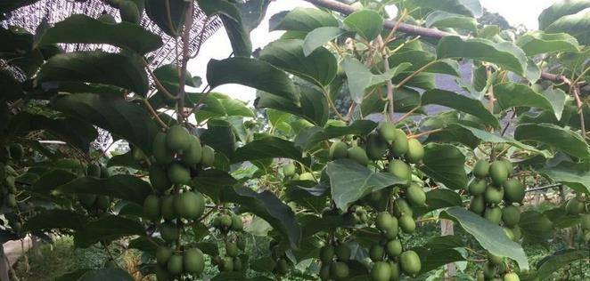 最新型果樹，小巷中的綠色寶藏與獨特風味小店的探索