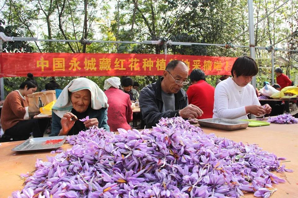 亳州白芷行情深度解析，市場走勢及行情概覽