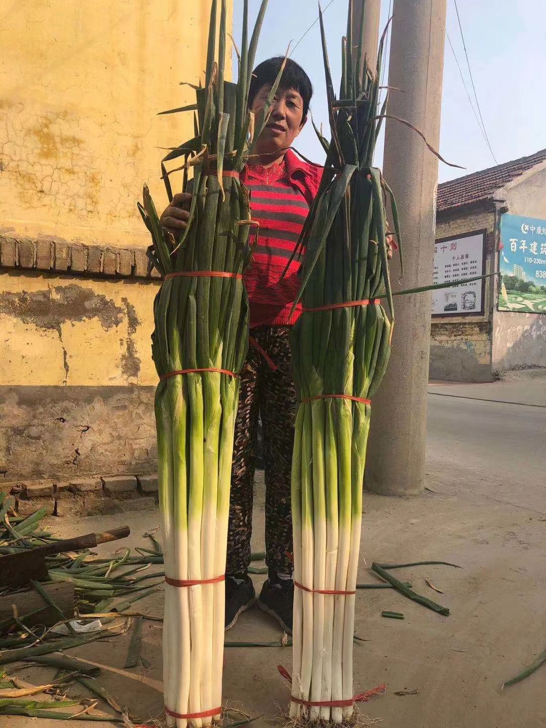 保定大蔥近期價(jià)格走勢(shì)，機(jī)遇與挑戰(zhàn)中的勵(lì)志力量