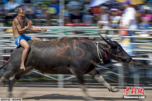 騎水牛比賽，傳統(tǒng)競技的魅力與爭議展現(xiàn)