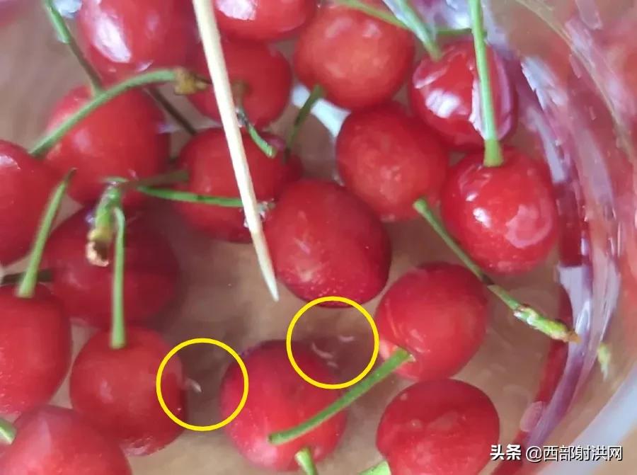 射洪上市公司，小巷深處的獨(dú)特風(fēng)味揭秘