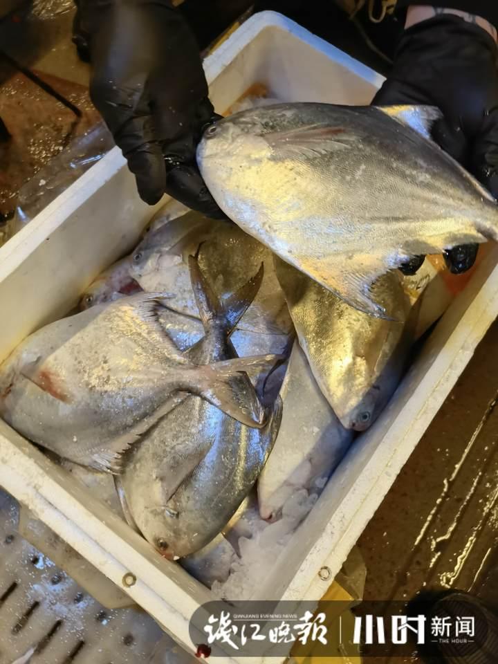 帶魚行情，一場海鮮盛宴的溫馨之旅