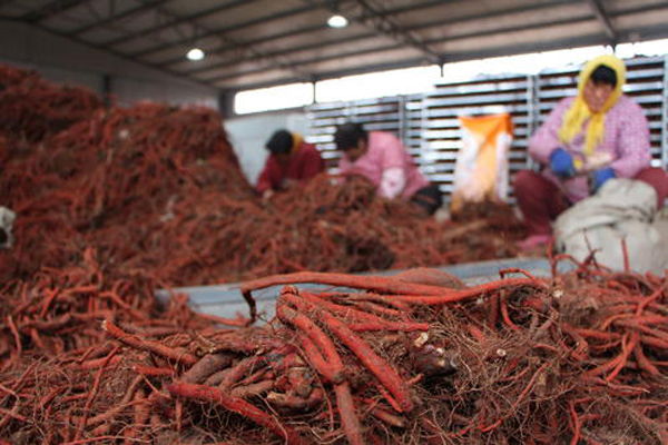 科技賦能下的丹參行情，生活因丹參而多彩