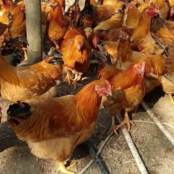 閹雞最新行情，巷弄深處的風味秘境探索