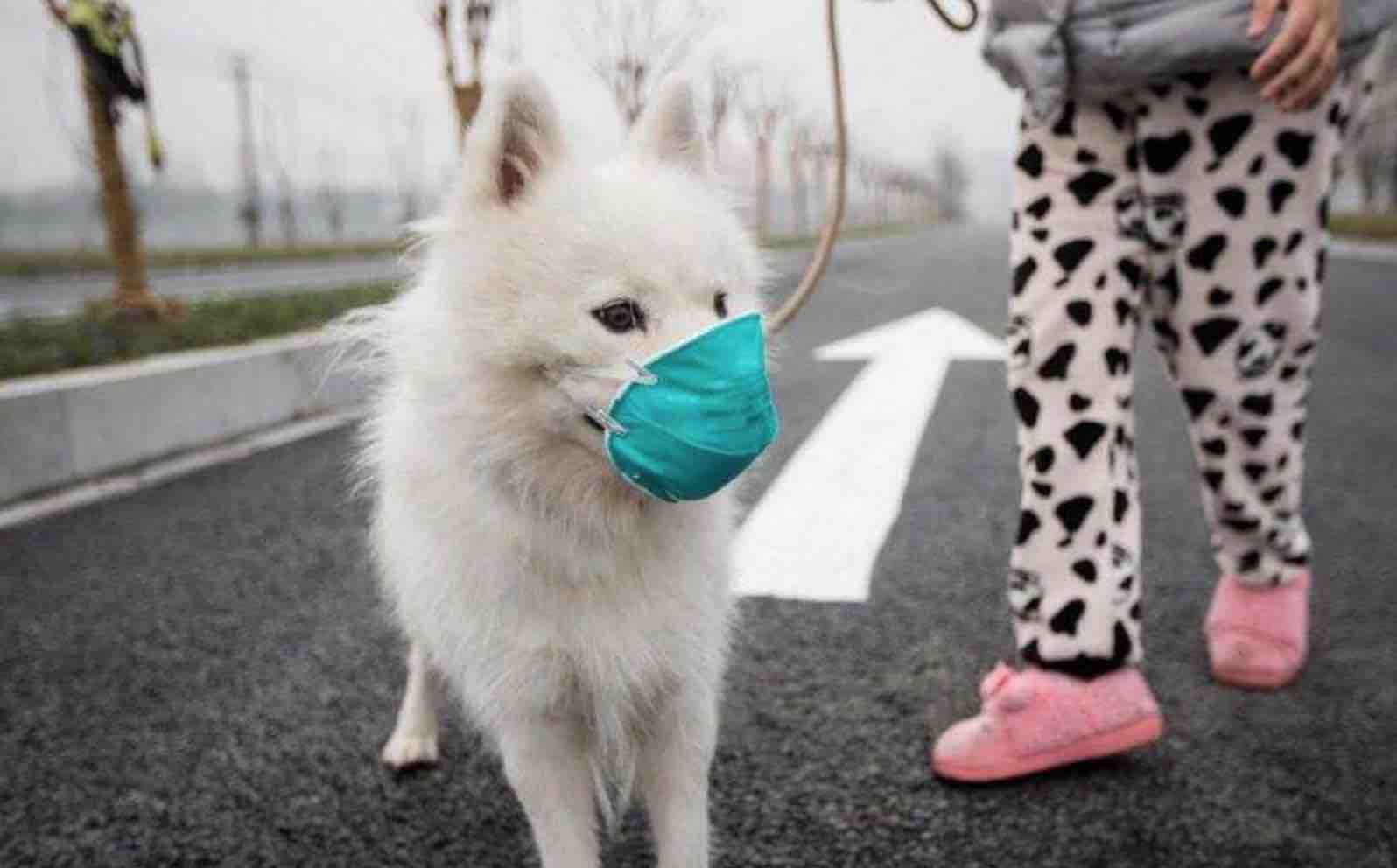 最新疫情下的養(yǎng)狗入門指南與技能學(xué)習