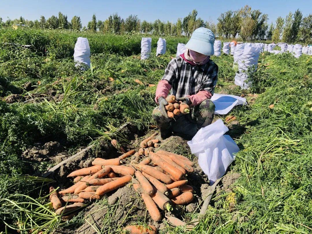 胡蘿卜最新市場價(jià)格概覽，最新市場價(jià)格指南