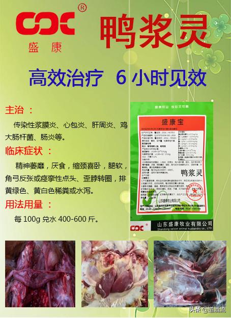 現(xiàn)在鴨苗行情詳解，選購、養(yǎng)殖與盈利的全方位指南