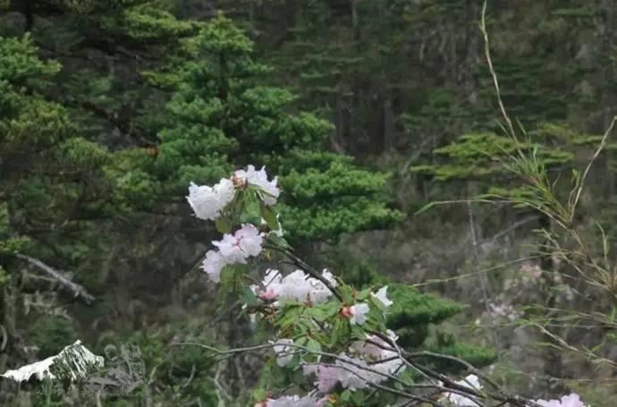 雨崩最新美景圖，探索與欣賞的詳細步驟指南，美不勝收！