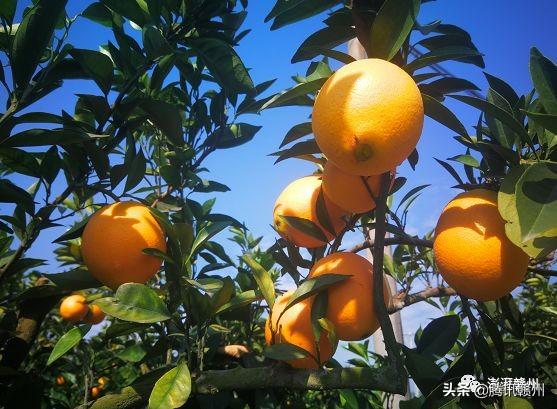 贛州上市公司，閃耀未來(lái)，共創(chuàng)繁榮時(shí)代！