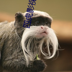 四虎影最新在線(xiàn)觀(guān)看，熱門(mén)影視的全新體驗(yàn)