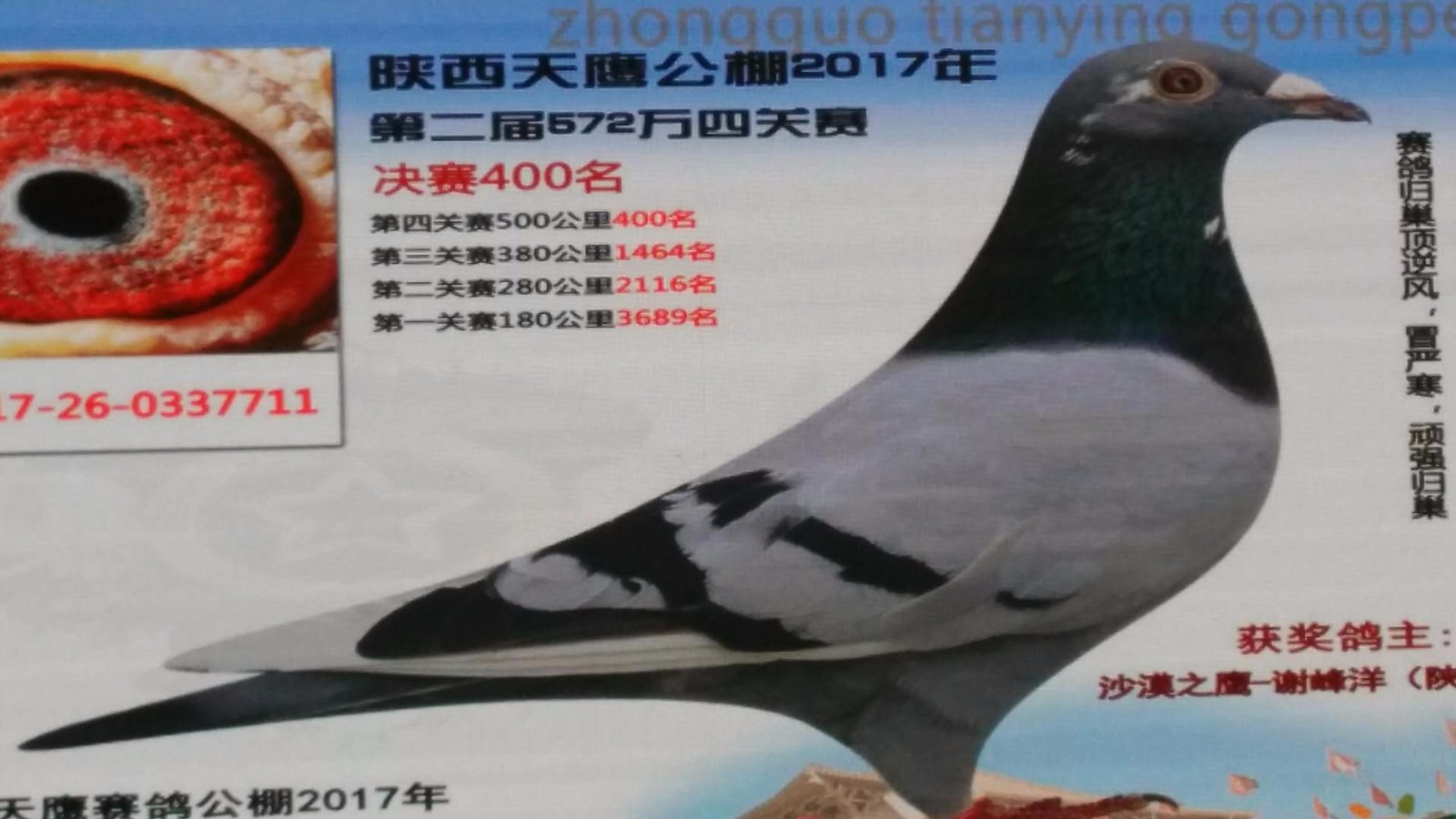 天鷹公棚歷程回顧，最新消息鑄就輝煌篇章