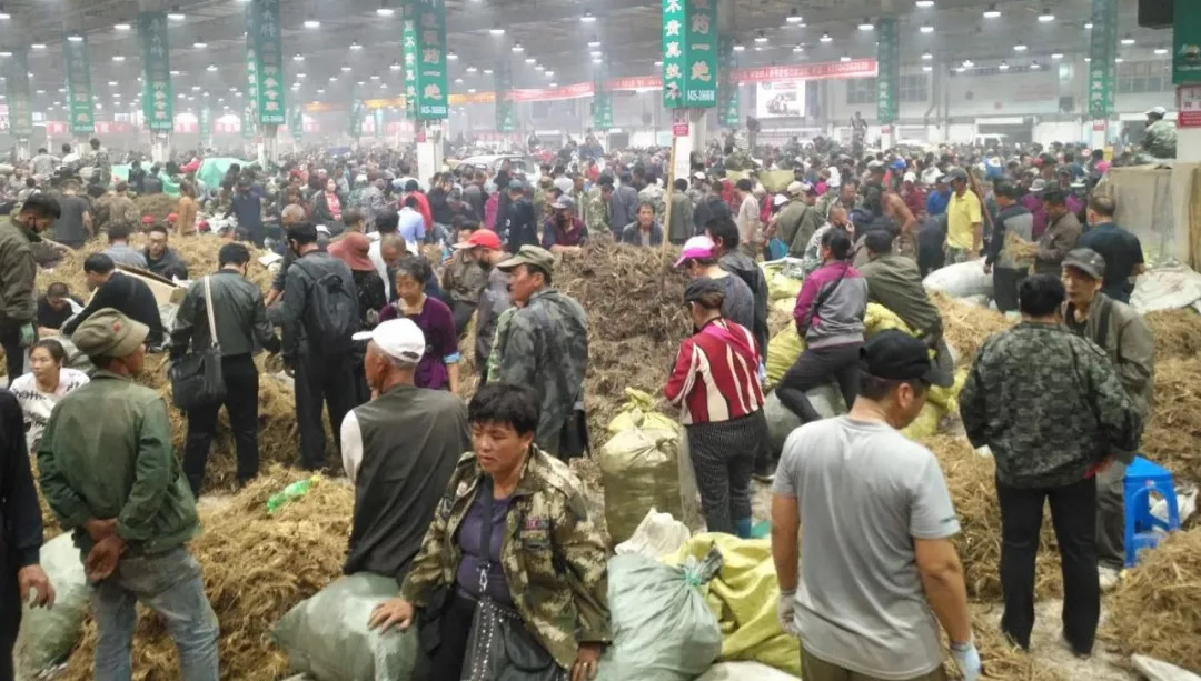 萬良人參市場最新動(dòng)態(tài)揭秘，日常奇遇與溫情紐帶