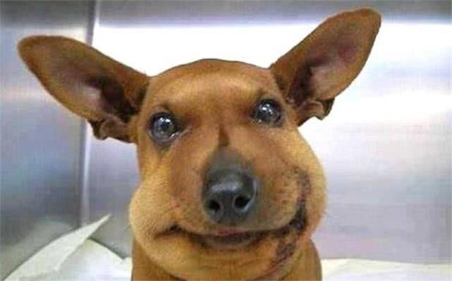 最新毒蜂，逆風翱翔，學習鑄就自信與成就之巔