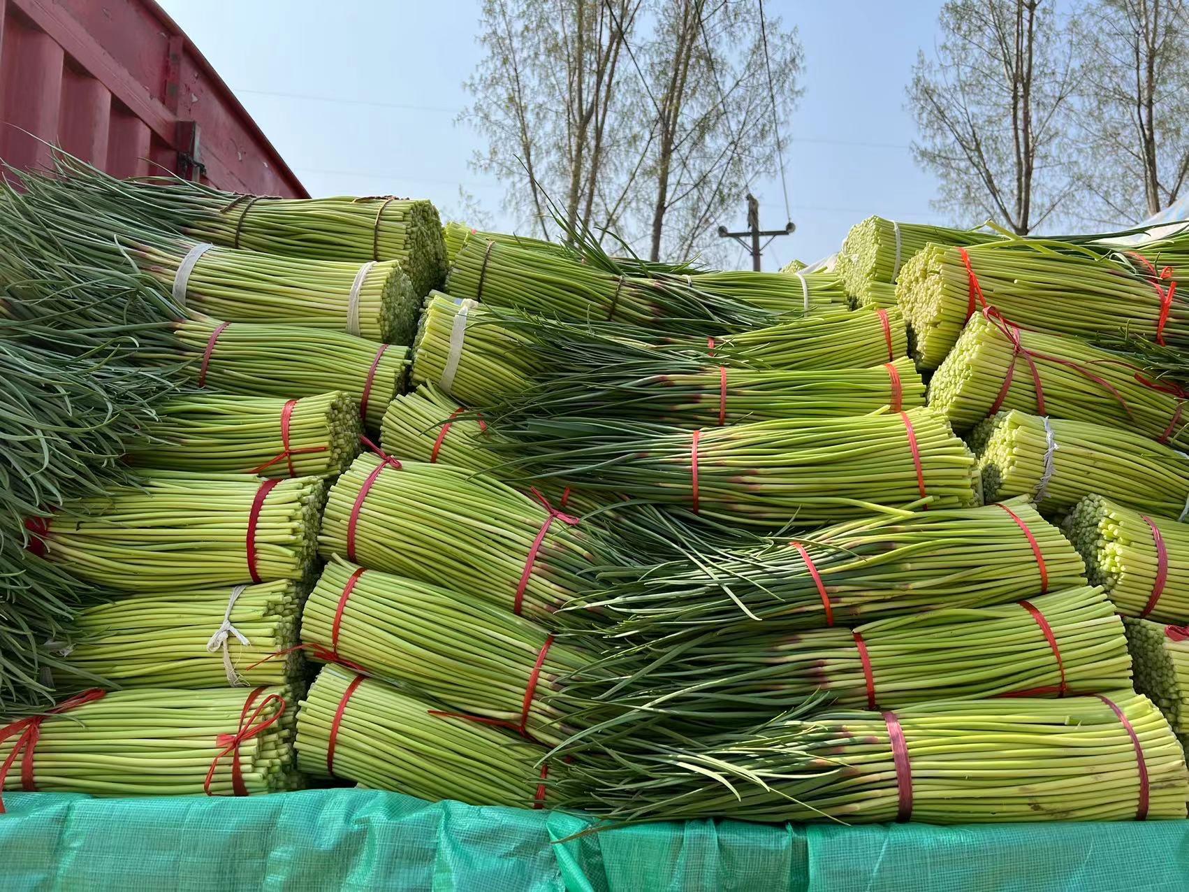 蒜薹價(jià)格最新行情，今日市場(chǎng)走勢(shì)與一段友情陪伴的溫馨故事