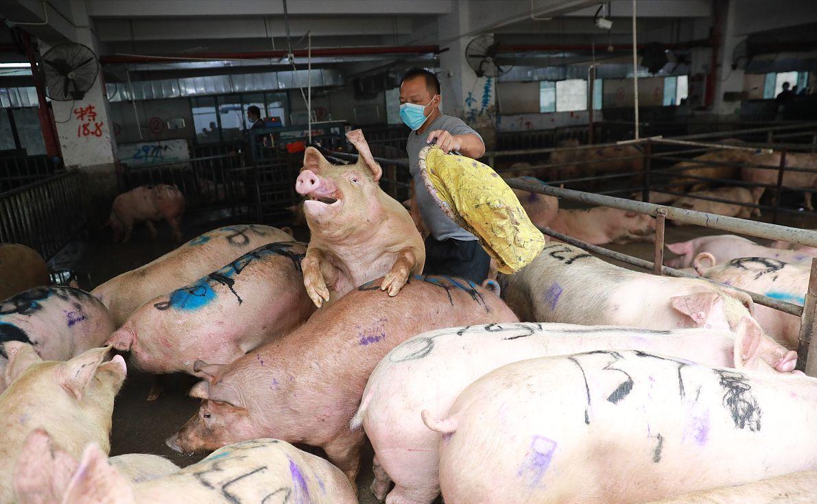 科技引領(lǐng)未來(lái)，最新小麥價(jià)格行情實(shí)時(shí)查詢動(dòng)態(tài)掌握