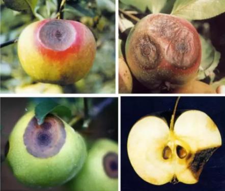 最新炭疽病治療藥物，變化、學(xué)習(xí)與信心的力量探索