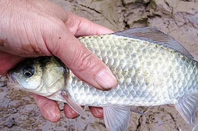 高科技智能魚探設(shè)備引領(lǐng)海洋探索新時(shí)代，最新魚訊速遞