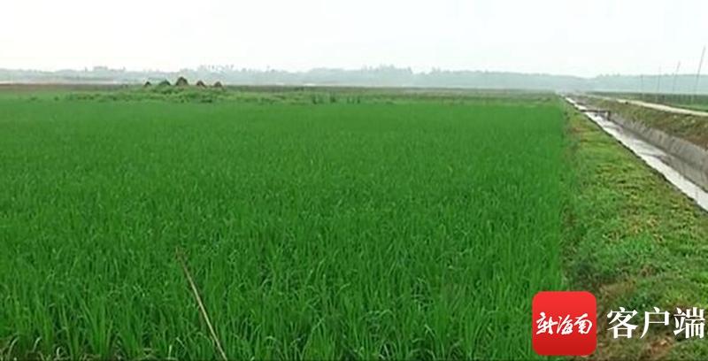 澄邁最新動(dòng)態(tài)，自然美景探索之旅，尋覓內(nèi)心平和與寧?kù)o的旅程