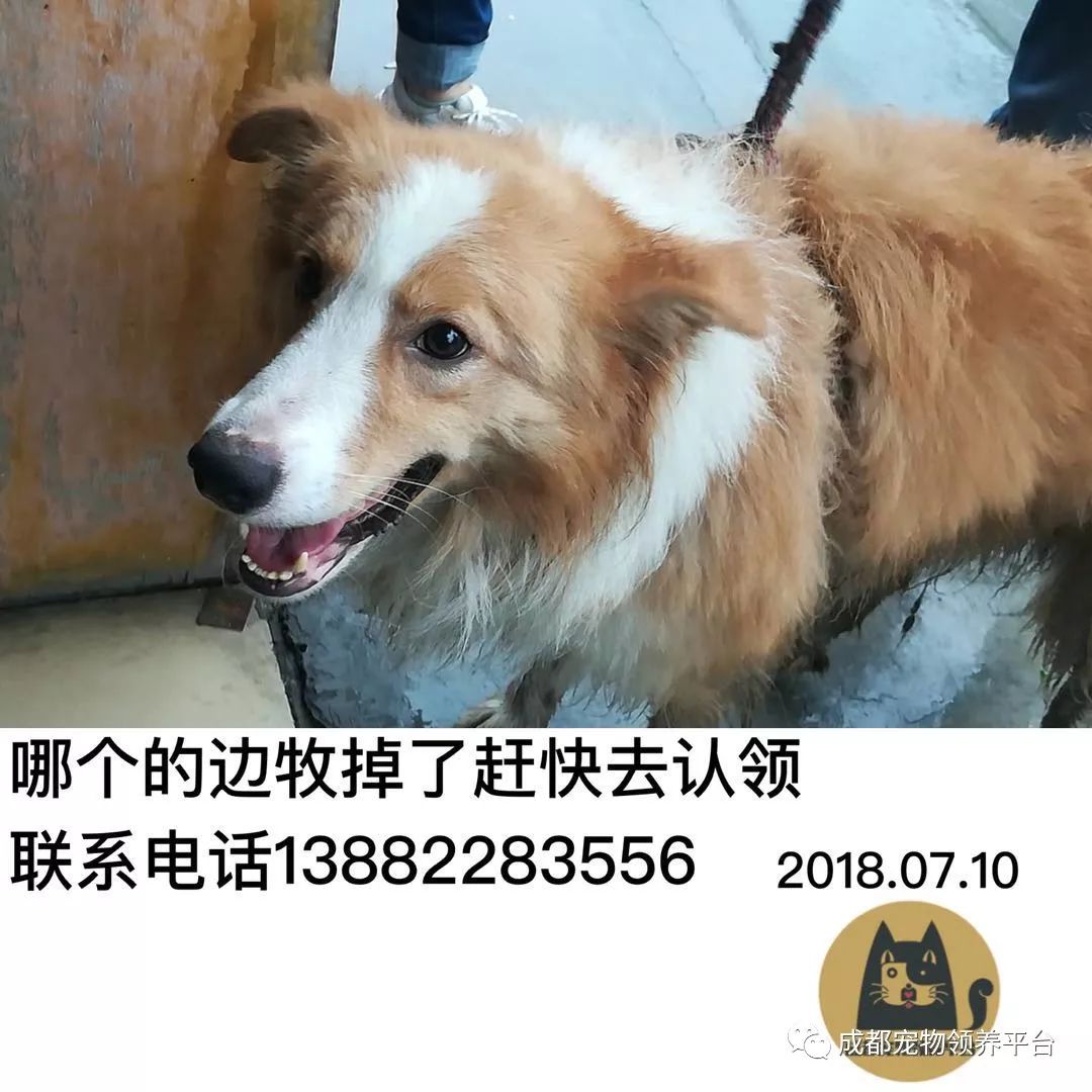 成都最新尋狗記，巷弄深處特色小店中的尋寵之旅