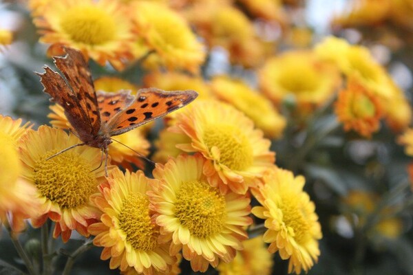 番茄最新作品，用學(xué)習(xí)之鑰，開啟自信與成就的大門