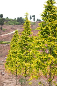 最新彩葉樹種種植與養(yǎng)護(hù)指南，從選種到養(yǎng)護(hù)一步到位！