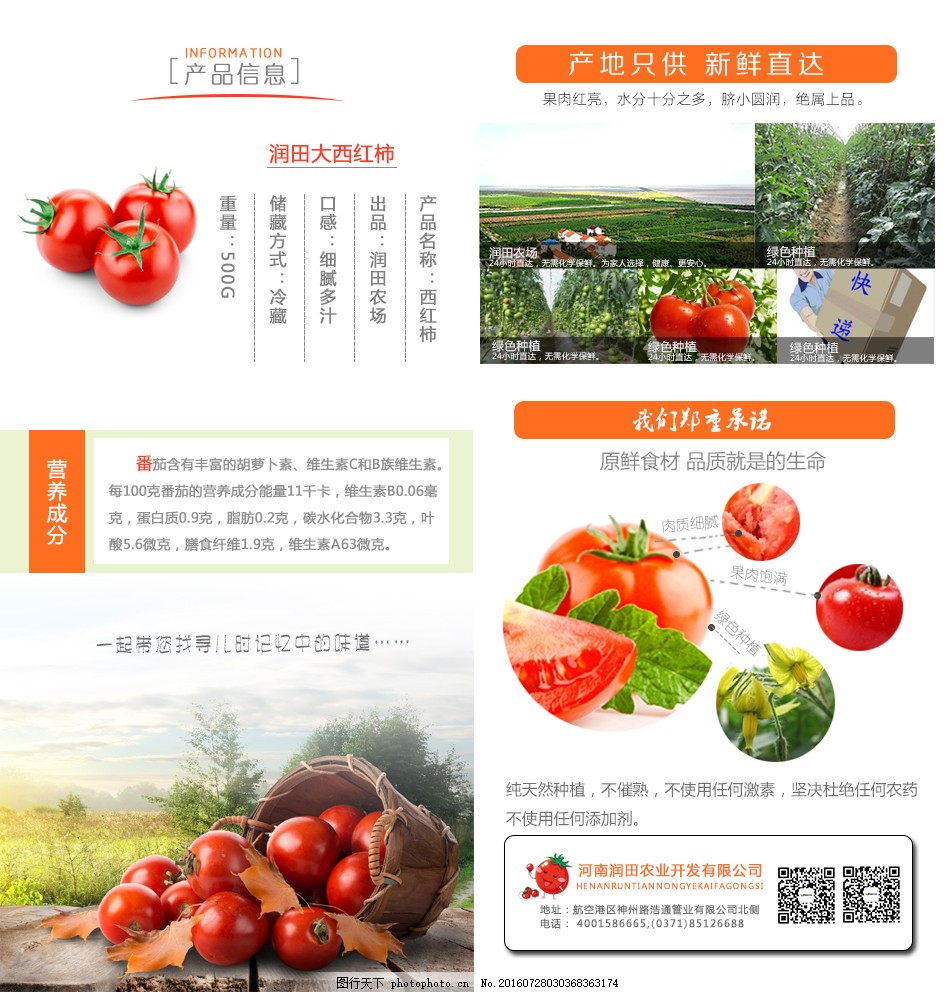 安徽西紅柿產(chǎn)地探秘，自然美景與鮮美西紅柿的邂逅之旅