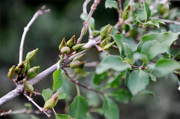 連翹最新價格走勢，機遇中的自信力量與自我成長展望