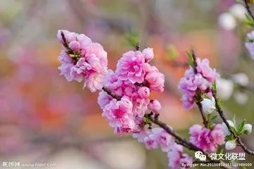 科技巔峰之作桃花開啟未來生活新紀元，最新章節(jié)預(yù)覽