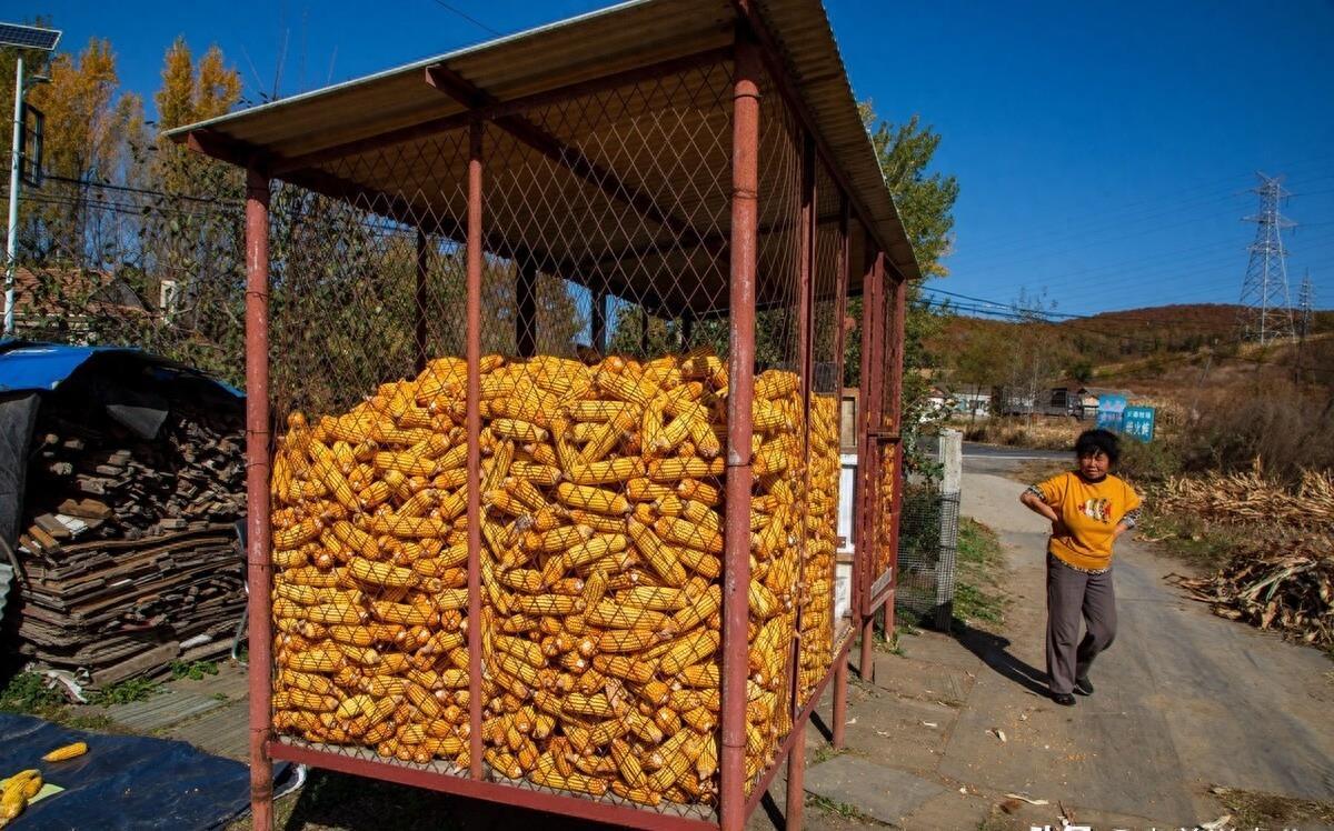 玉米最新動態(tài)，與自然美景的旅行之旅