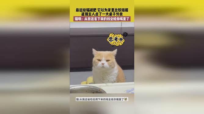 省貓任務(wù)輕松完成指南，最新技能學(xué)習(xí)與任務(wù)執(zhí)行詳細步驟