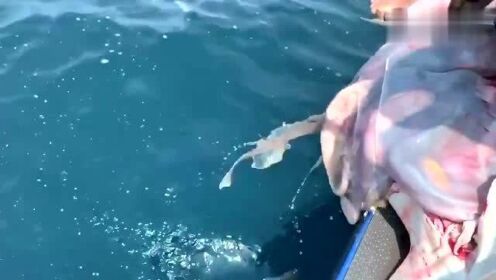 最新魚(yú)人流技術(shù)革命，高科技產(chǎn)品重塑未來(lái)生活體驗(yàn)