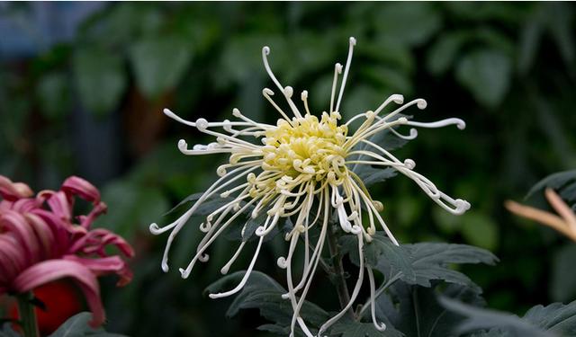 摧花最新配方揭秘，綻放美麗新篇章