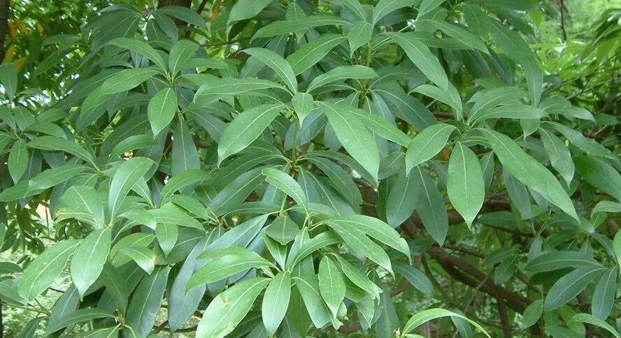 南山楠最新，自然美景的輕松探索之旅